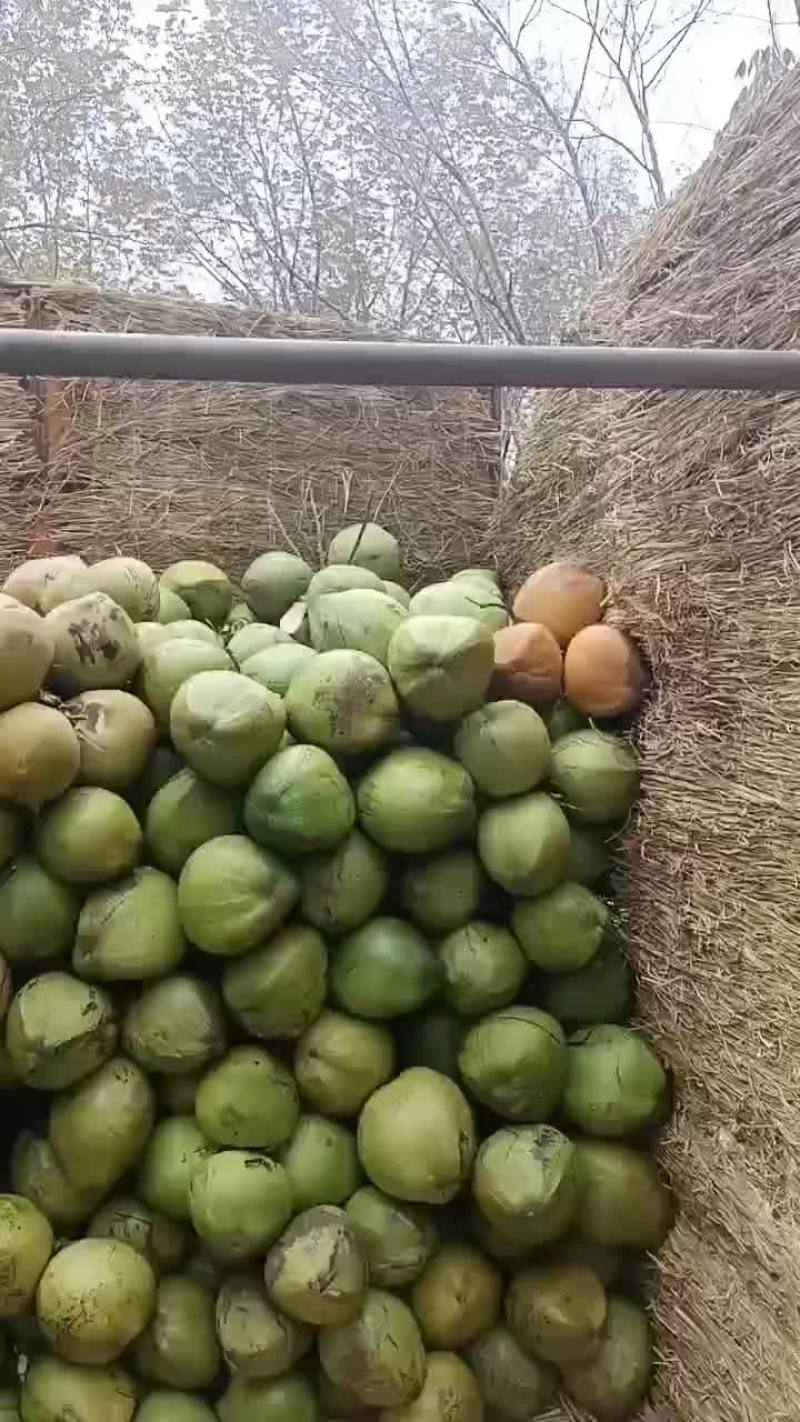 椰子
