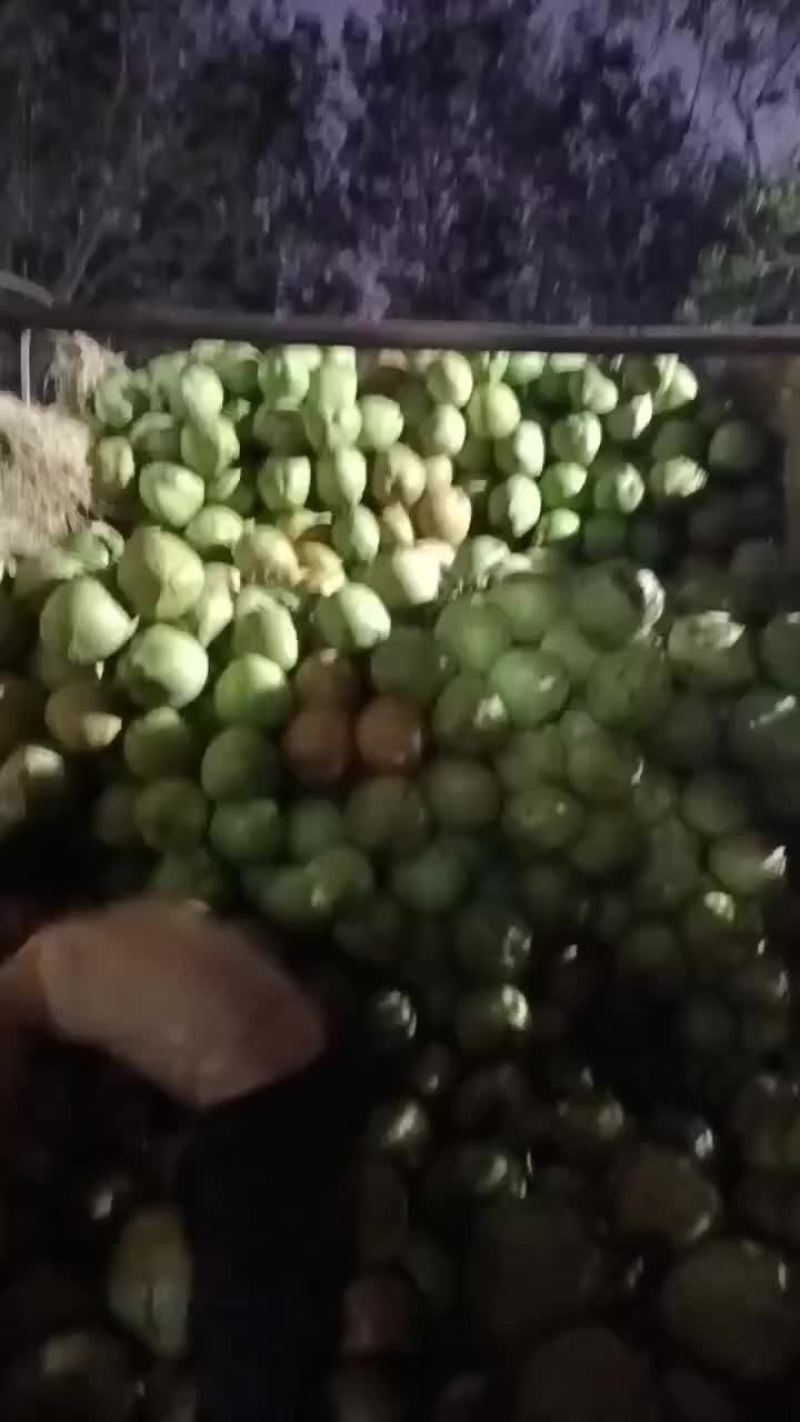 椰子