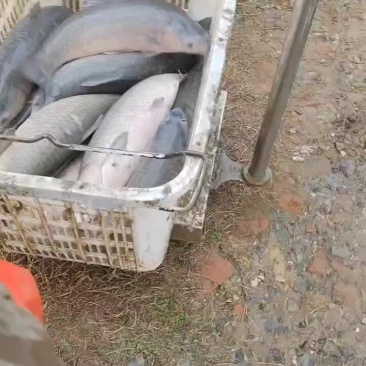 青鱼