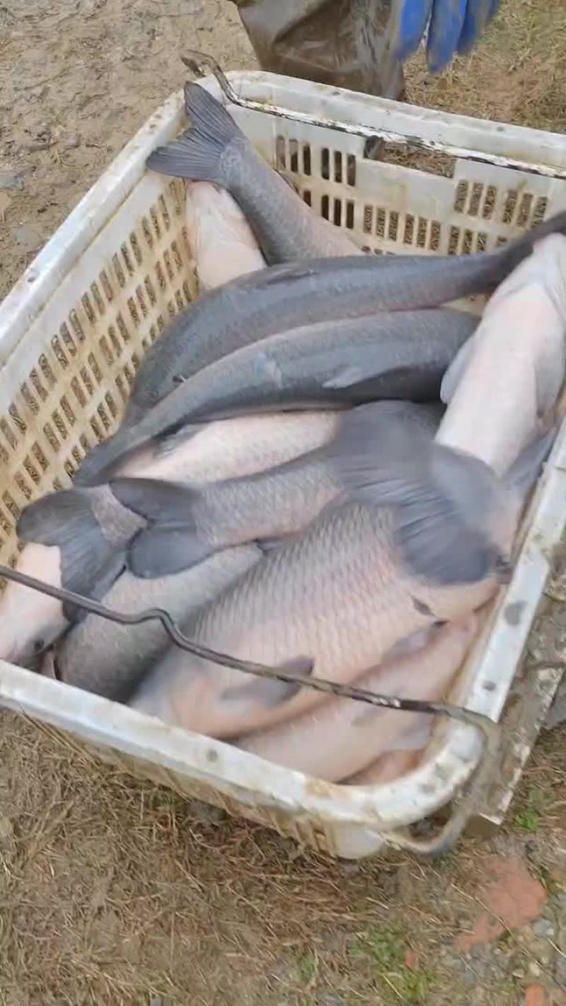 青鱼