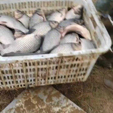 中科三号鲫鱼喜头