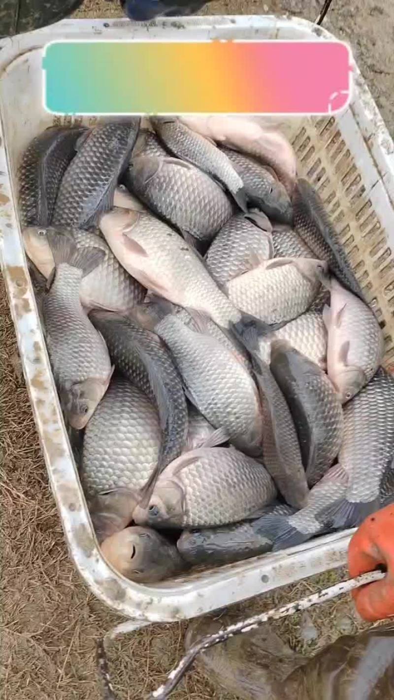 中科三号鲫鱼喜头