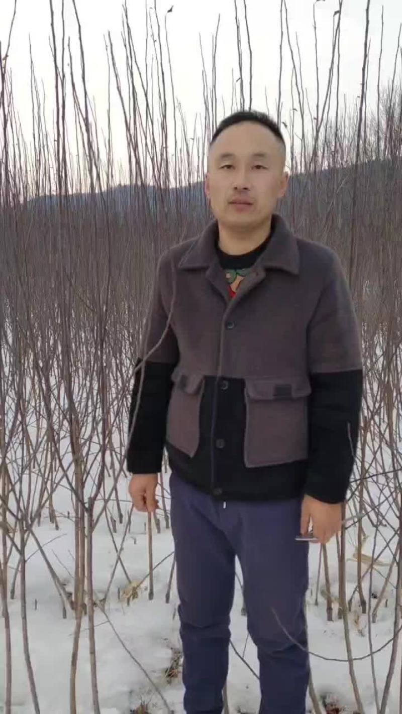 鸡心果树苗