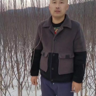 鸡心果树苗