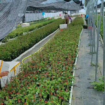 钦蜜9百香果苗