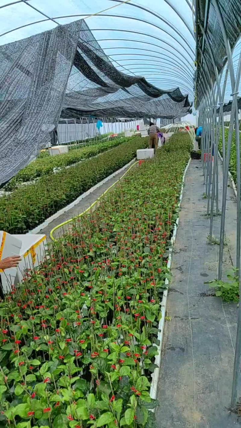 钦蜜9百香果苗