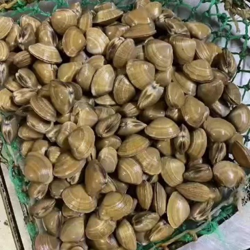 45头黄蚬子8元