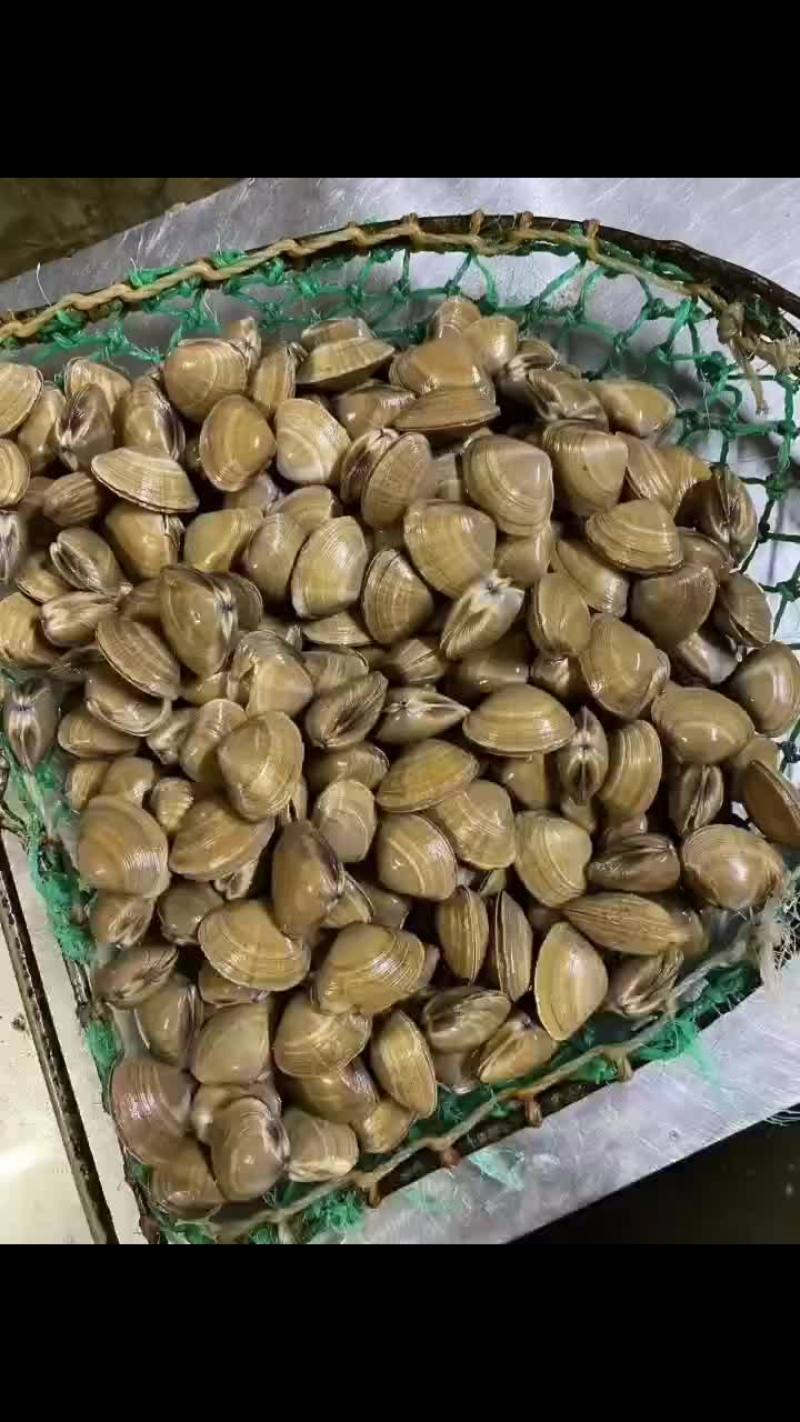 45头黄蚬子8元