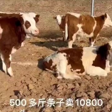 西门塔尔怀胎母牛、保质保量、保运输！