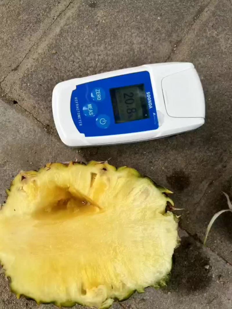 海南金钻17号凤梨，场地直发
