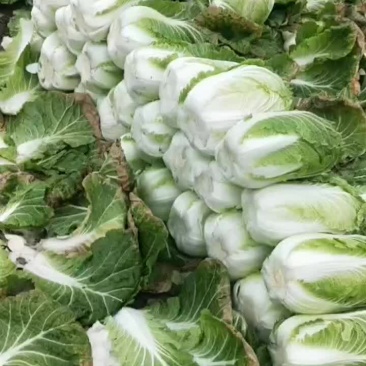 精品迟白菜