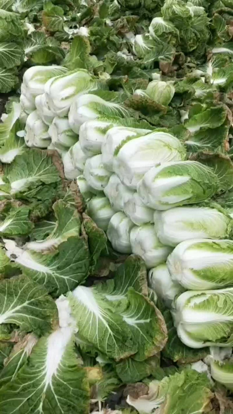 精品迟白菜