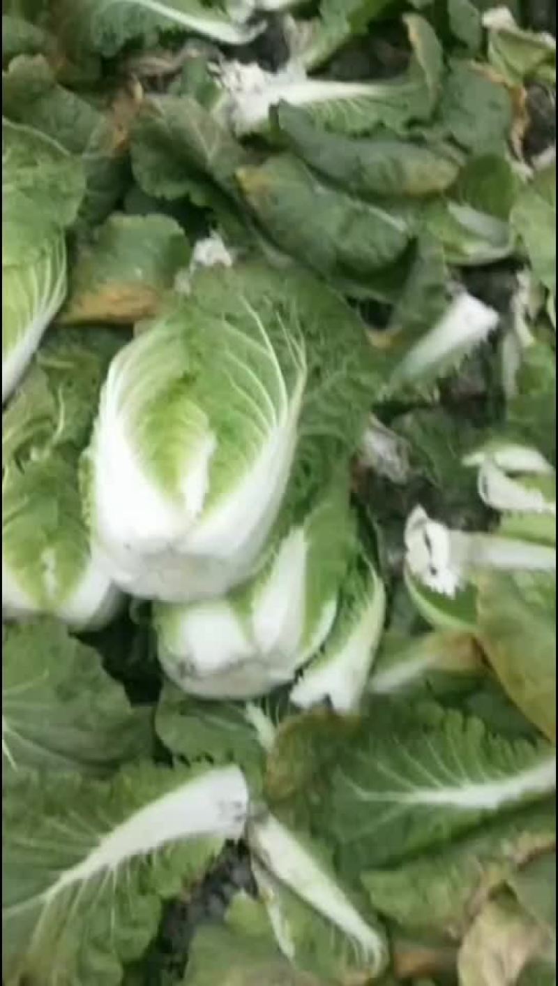 精品迟白菜