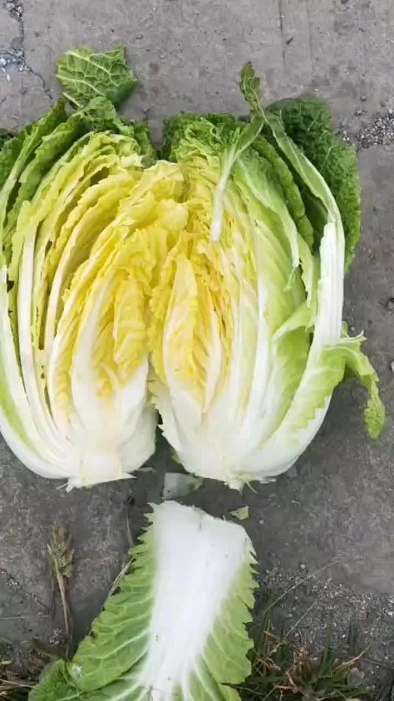 精品迟白菜