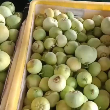 暖棚甜瓜已成熟