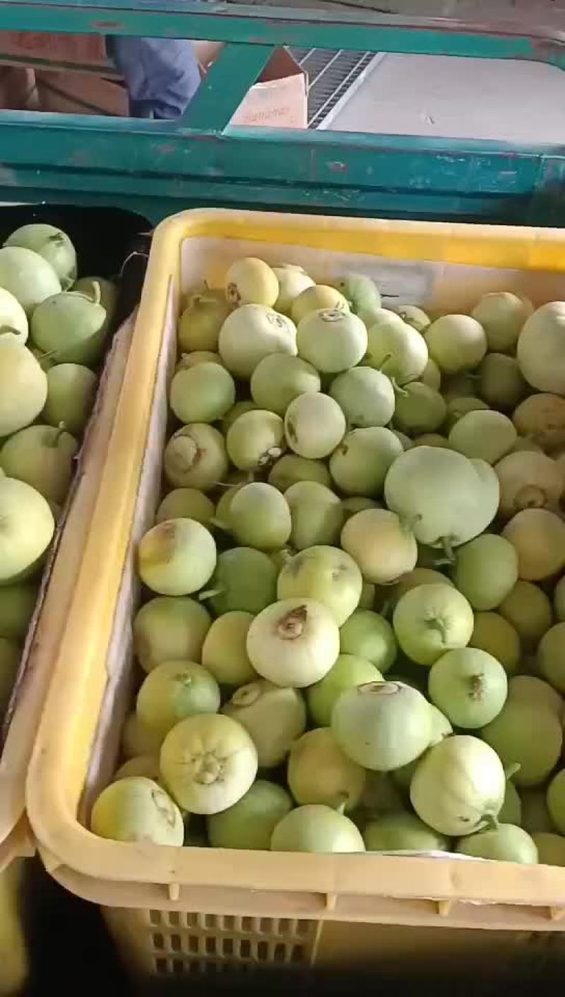 暖棚甜瓜已成熟