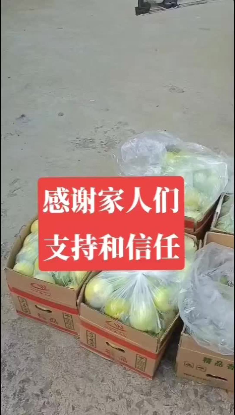 暖棚甜瓜已成熟