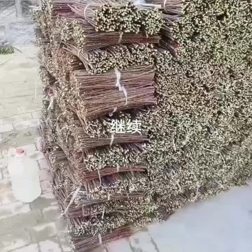 红柳段红柳插签
