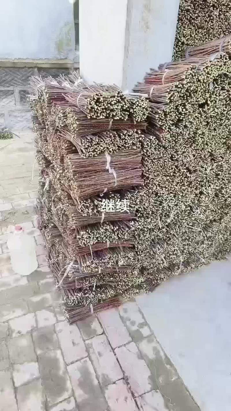 红柳段红柳插签