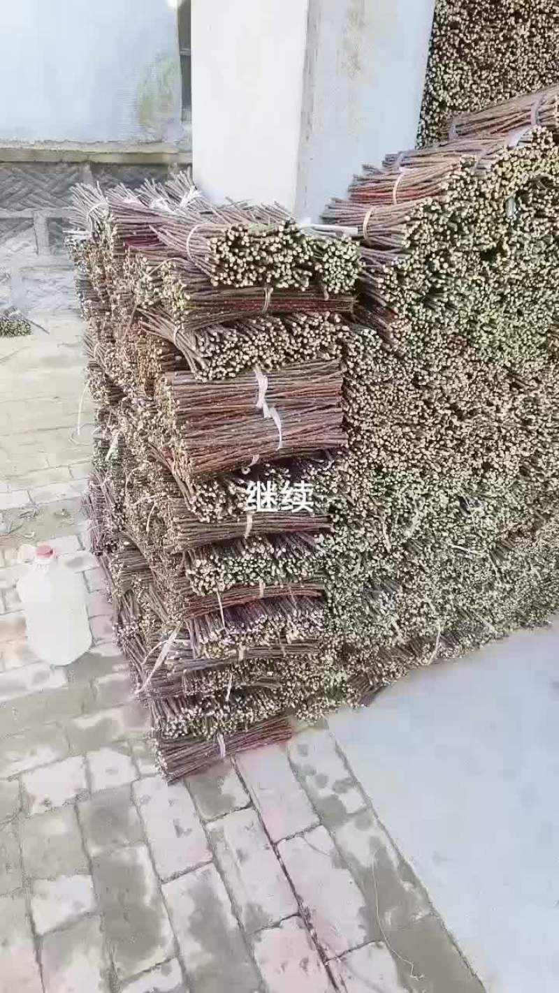 红柳段红柳插签