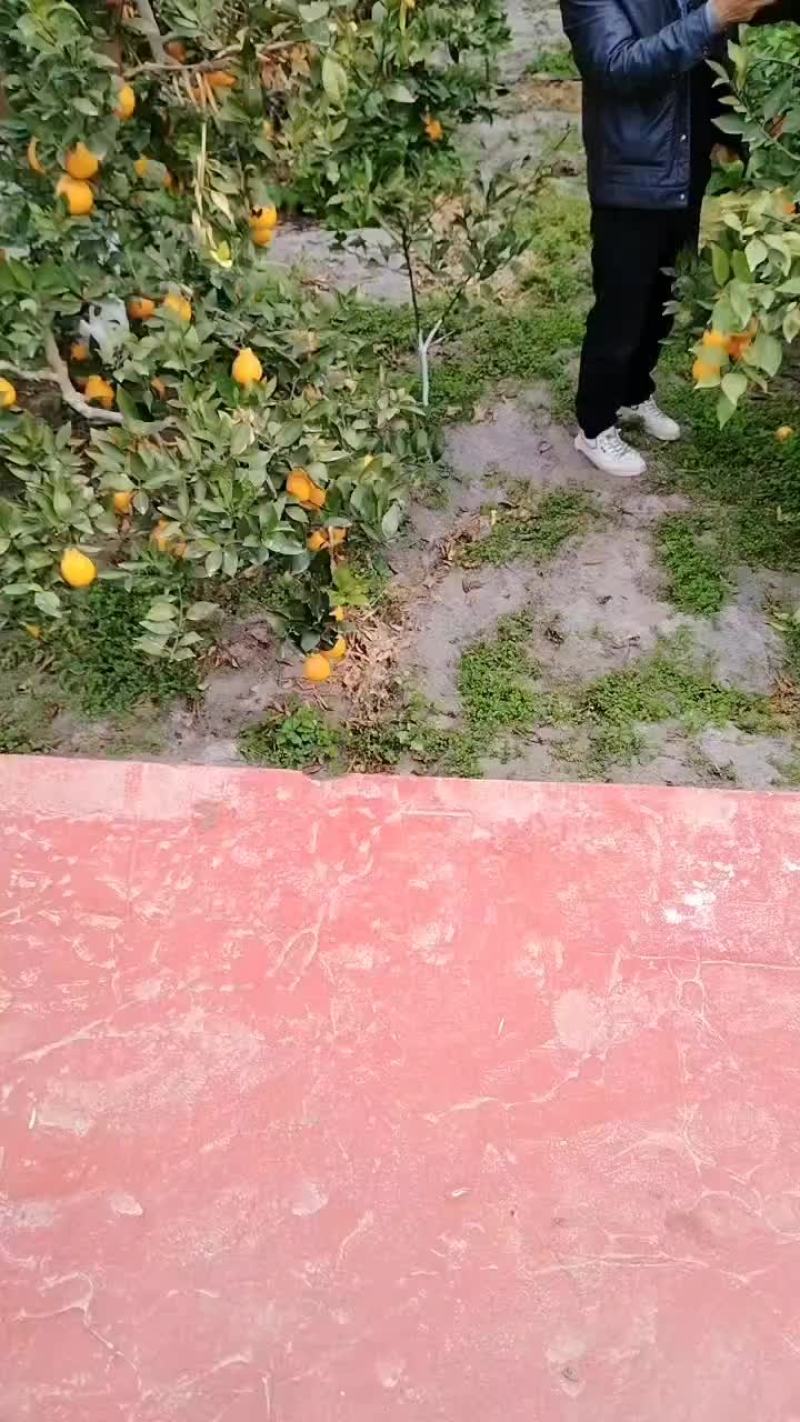 汉源黄果柑