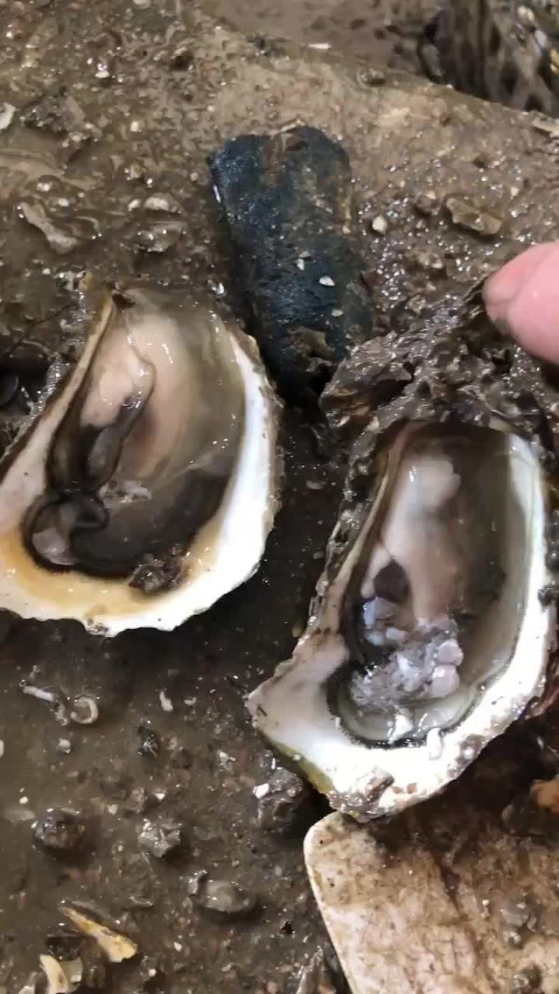 南澳岛生蚝肥度
