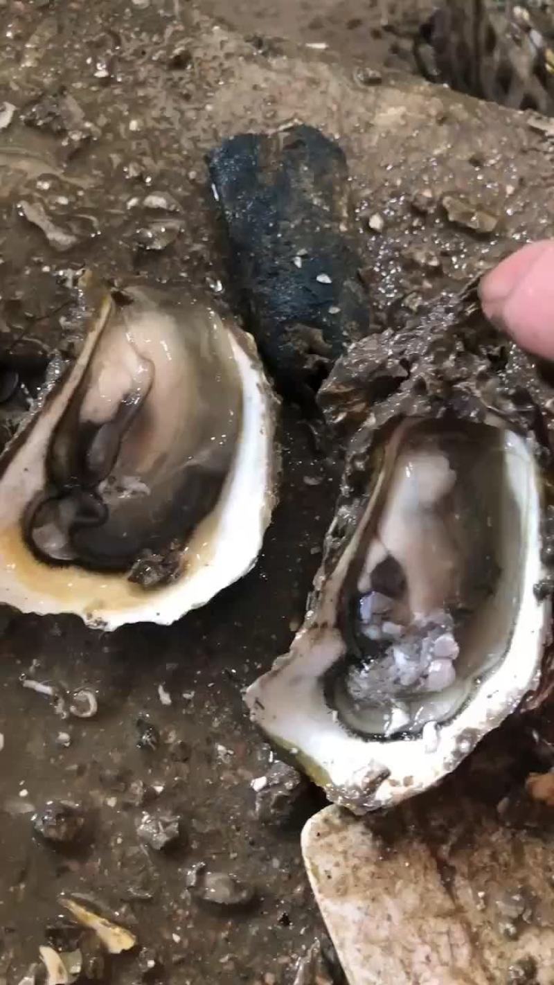 南澳岛生蚝肥度
