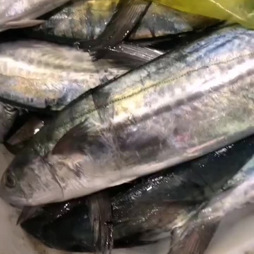 马交鱼