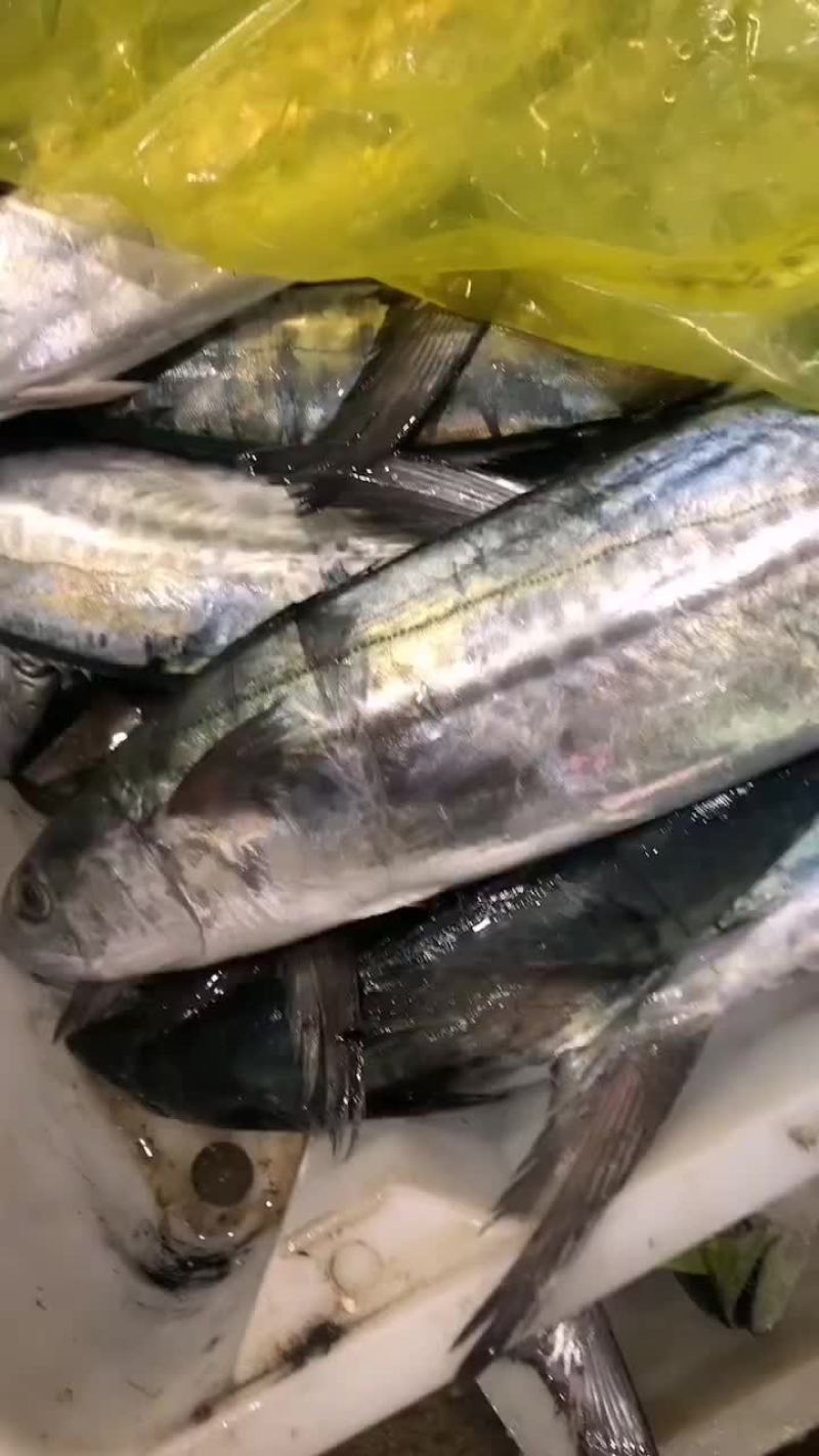 马交鱼