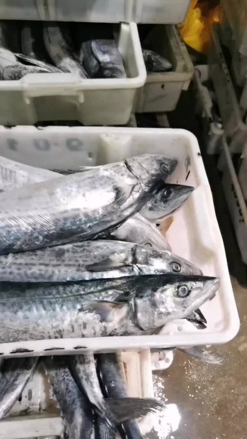 马交鱼