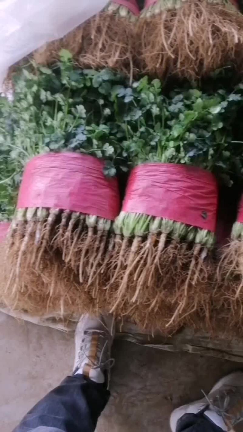 小叶香菜
