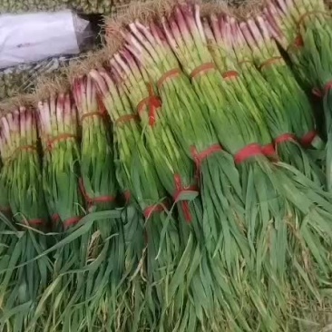 蒜苗