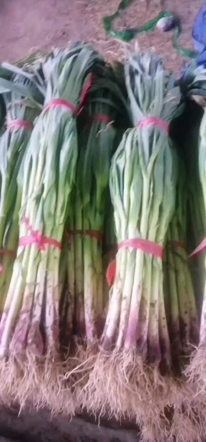 蒜苗
