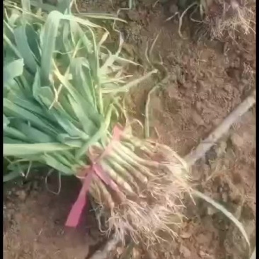 蒜苗基地直发，货源充足，价格便宜，发往全国