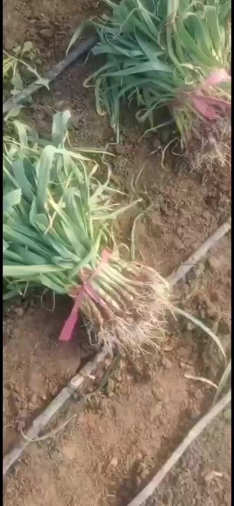 蒜苗基地直发，货源充足，价格便宜，发往全国