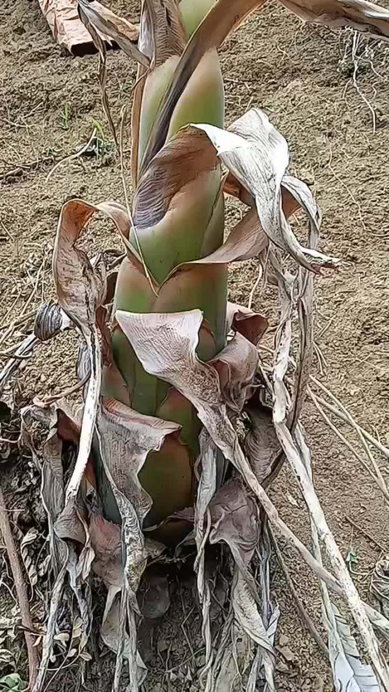 地桶金莲