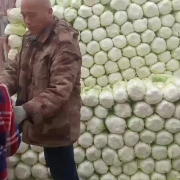 我们黄心大白大量共应鲜货