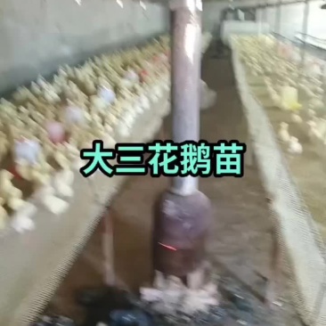 鹅
