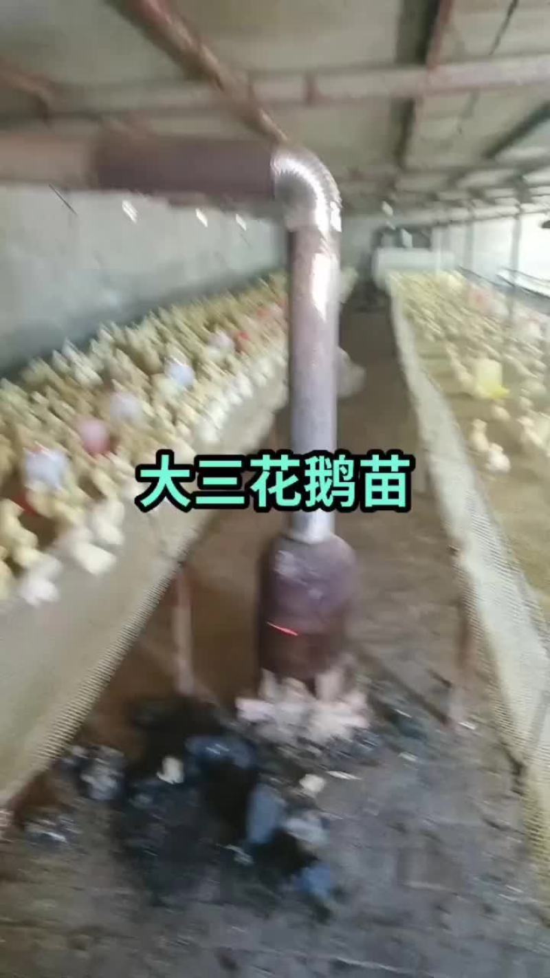 鹅