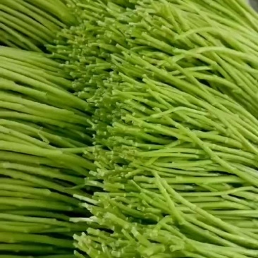 云南特级芦蒿