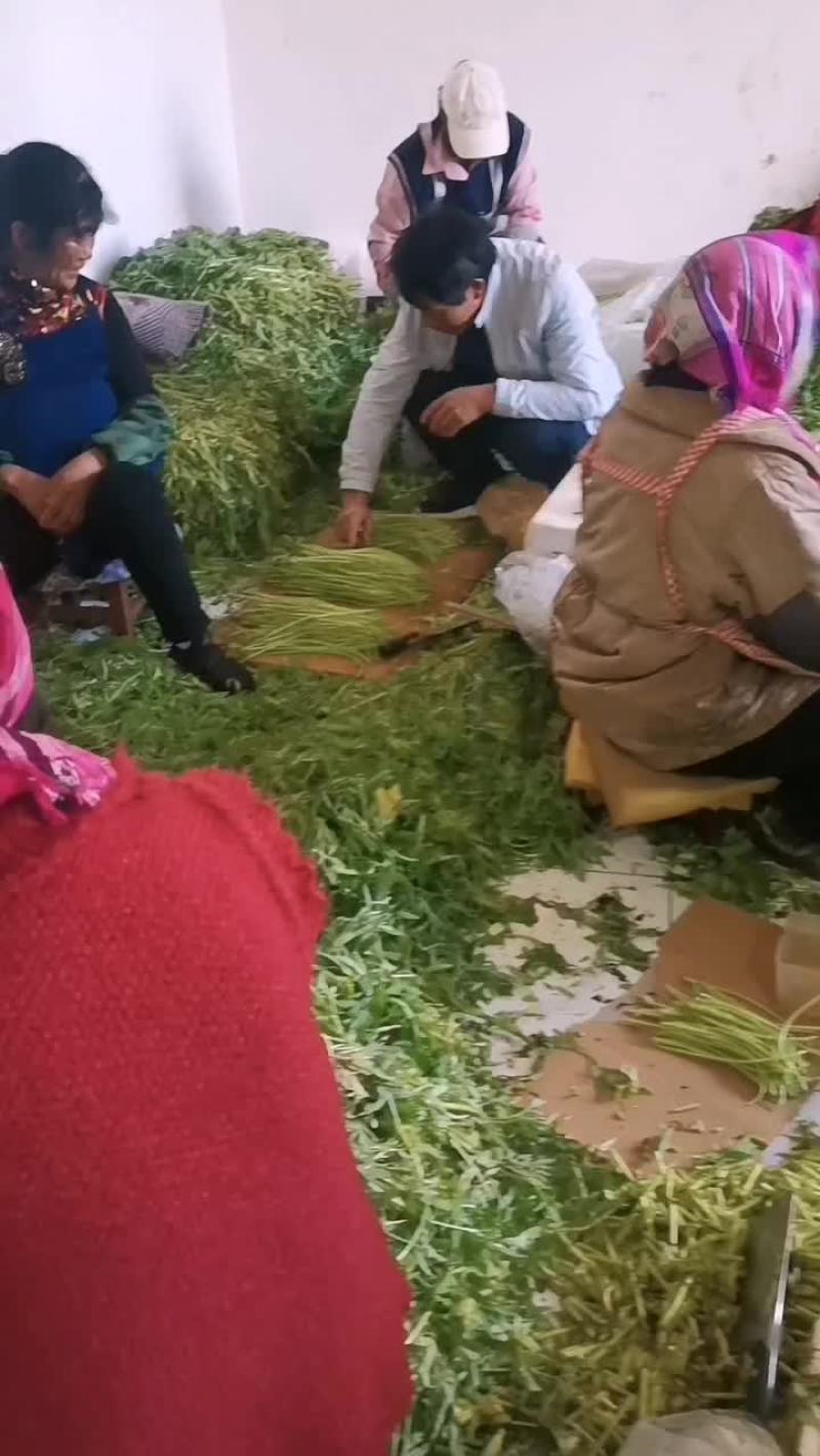 云南特级芦蒿