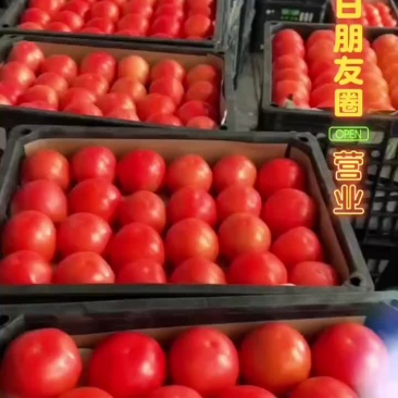 精品硬粉西红柿