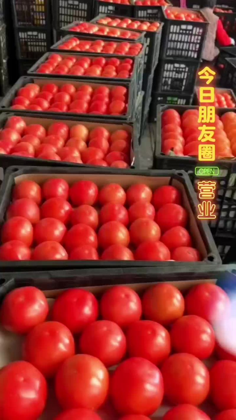 精品硬粉西红柿