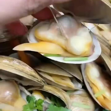 35头黄蚬子