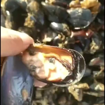 海红