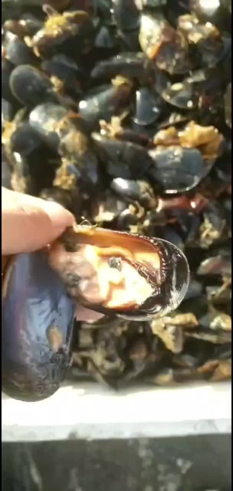 海红