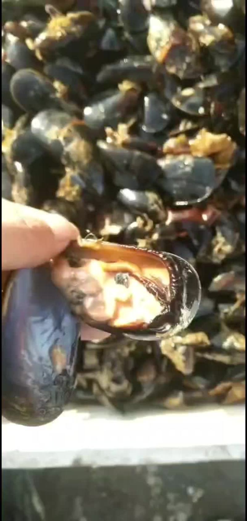 海红