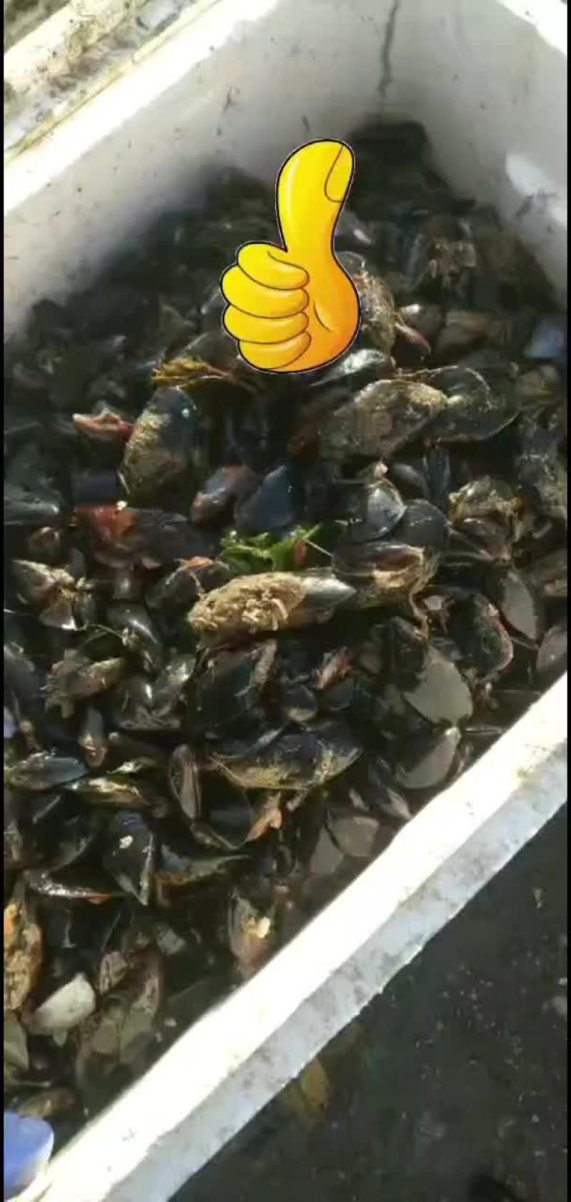 海红