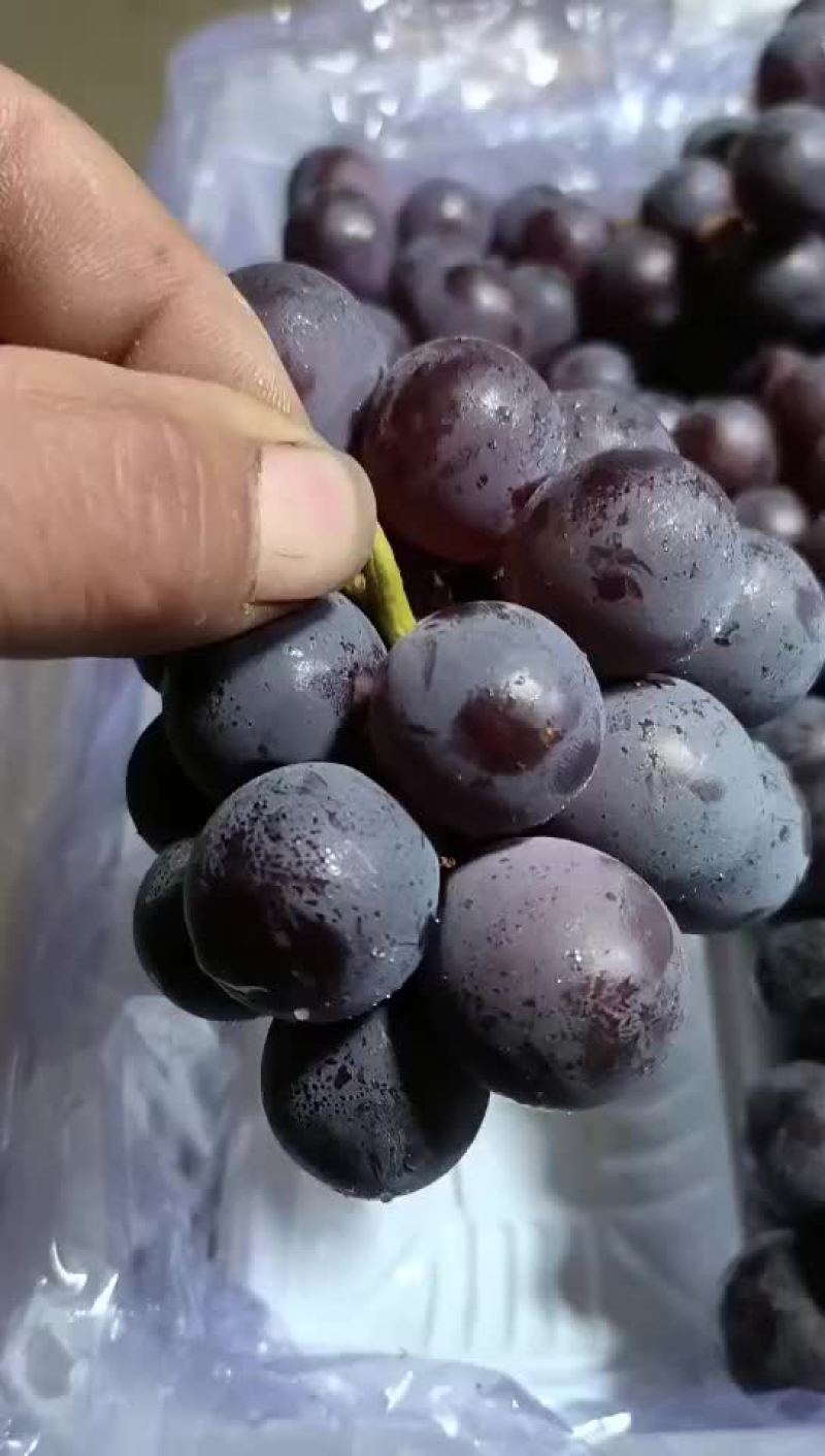 7斤白框软根巨峰葡萄