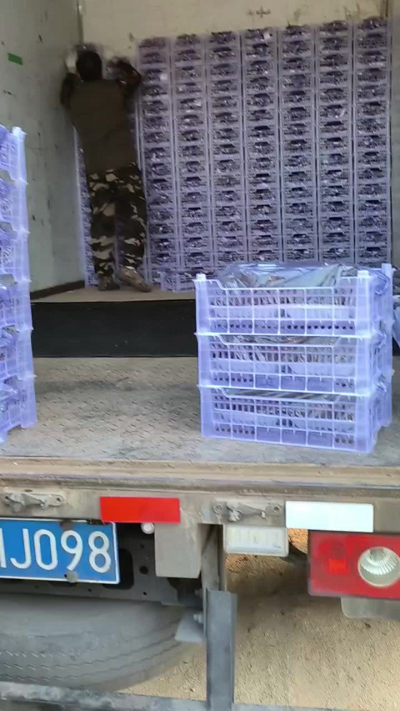 7斤白框软根巨峰葡萄